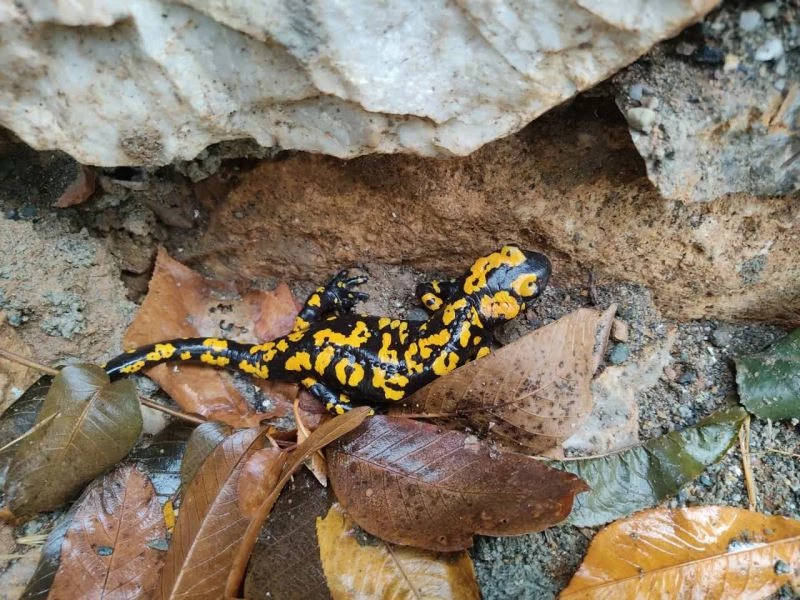 Batman’da nesli tükenme tehlikesi altında olan benekli semender görüntülendi
