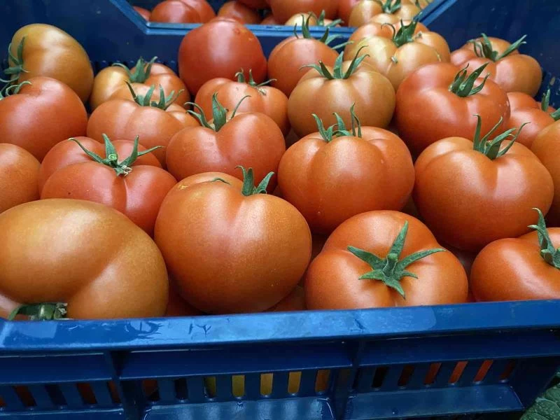 Domatesin fiyatı geçen yıla göre yüzde 63.98 arttı
