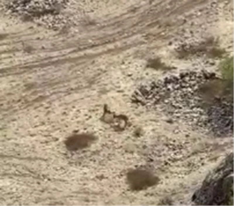 Elazığ’da yaban keçileri tarihi Harput Kalesine indi
