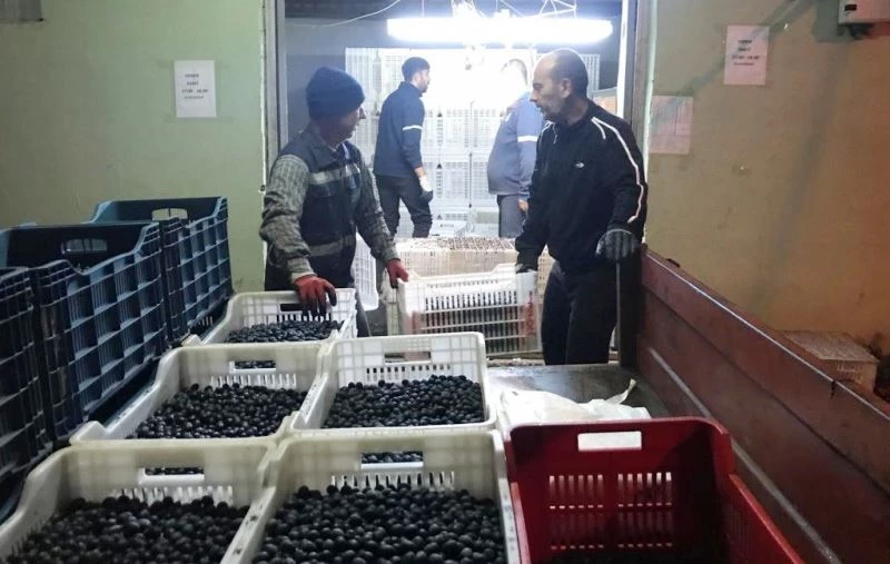 Erdek’in zeytini yok satıyor
