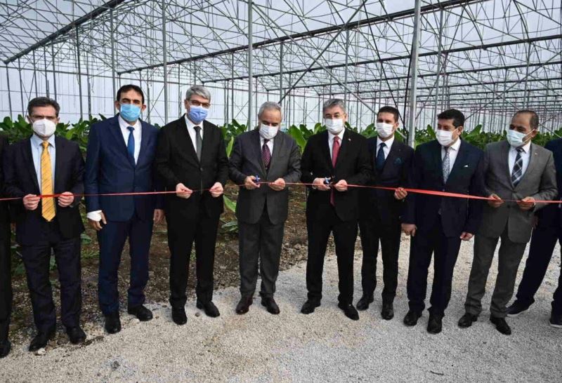 Bakan Yardımcısı Tunç, OSB’de kurulan muz serasının açılışını yaptı
