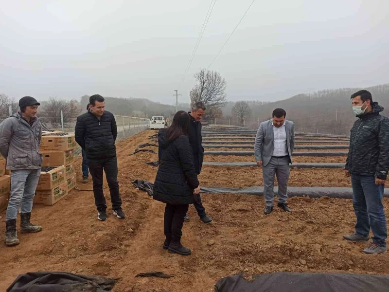 Pazaryeri’nde maviyemiş fidanları toprakla buluştu
