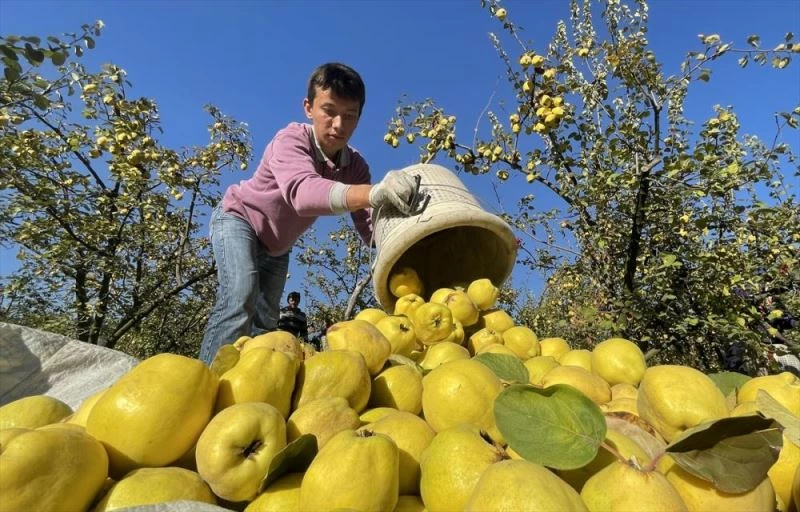 Şahinkaya ayvası 10 ülkeye ihraç ediliyor