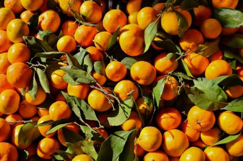 Doğu Akdeniz Türkiye