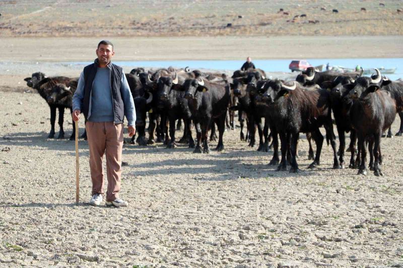 Suları çekilen baraj zemininde hayvanlarını otlatmak için 4 kilometre yol kat ediyor
