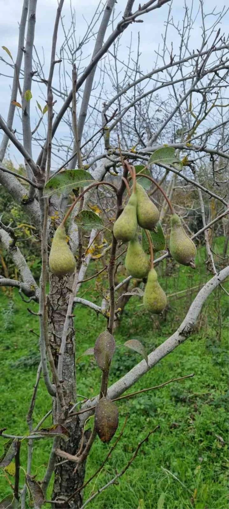 Kasım ayında armut ağaçları çiçek açıp, meyve verdi

