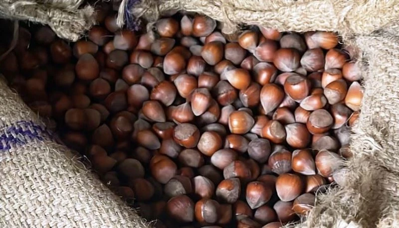 Fındık fiyatları yükselişte
