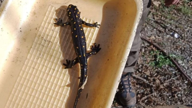 Elazığ’da benekli semender izleme çalışması yapıldı
