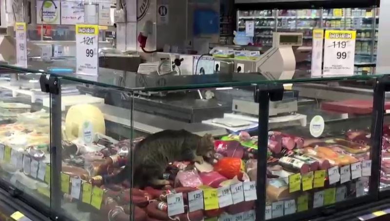 CarrefourSA’da şok eden görüntü: Reyona giren kedi kavurmayı yedi
