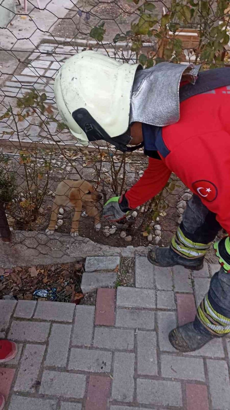 Tel örgüsüne başı sıkışan yavru köpeği itfaiye kurtardı
