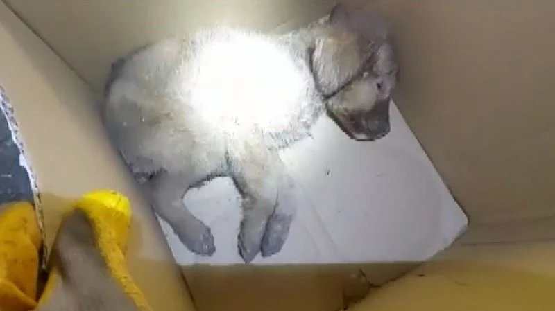 Define için kazılan mezara düşen 8 yavru köpek telef oldu
