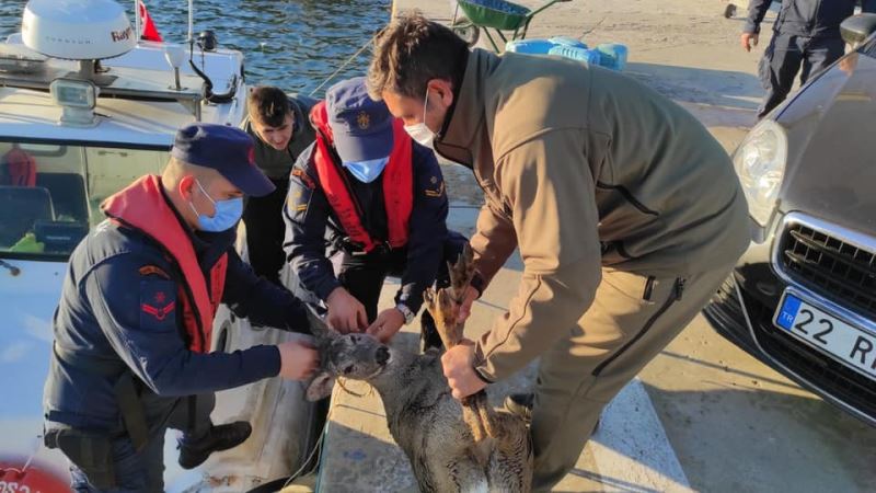 Denizde yüzer halde bulunan karaca doğal ortamına bırakıldı
