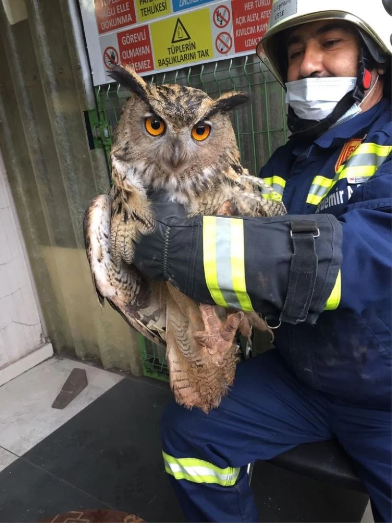 İşçilerin bulduğu yaralı puhu kuşu tedavi altına alındı
