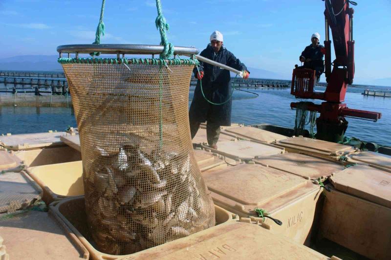 Muğla’dan 54 ülkeye 453 milyon dolarlık balık ihracatı
