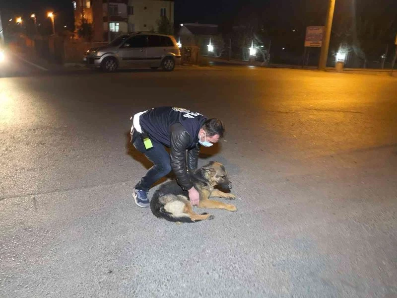 Polis kucaklayıp kenara aldığı yaralı köpeği severek acısını dindirmeye çalıştı
