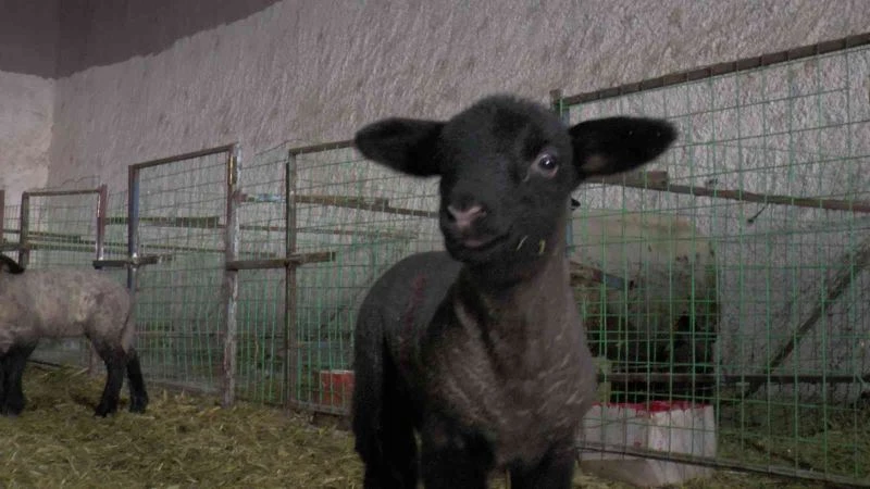 İngiliz koyunları Nevşehir’de
