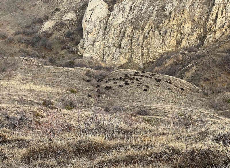 Doğa fotoğrafçısı, karşılaştığı sürü ile neye uğradığını şaşırdı
