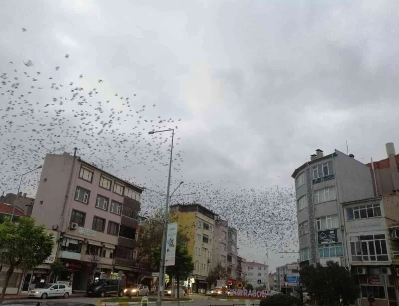 Tekirdağ’da kargalar gökyüzünü istila etti
