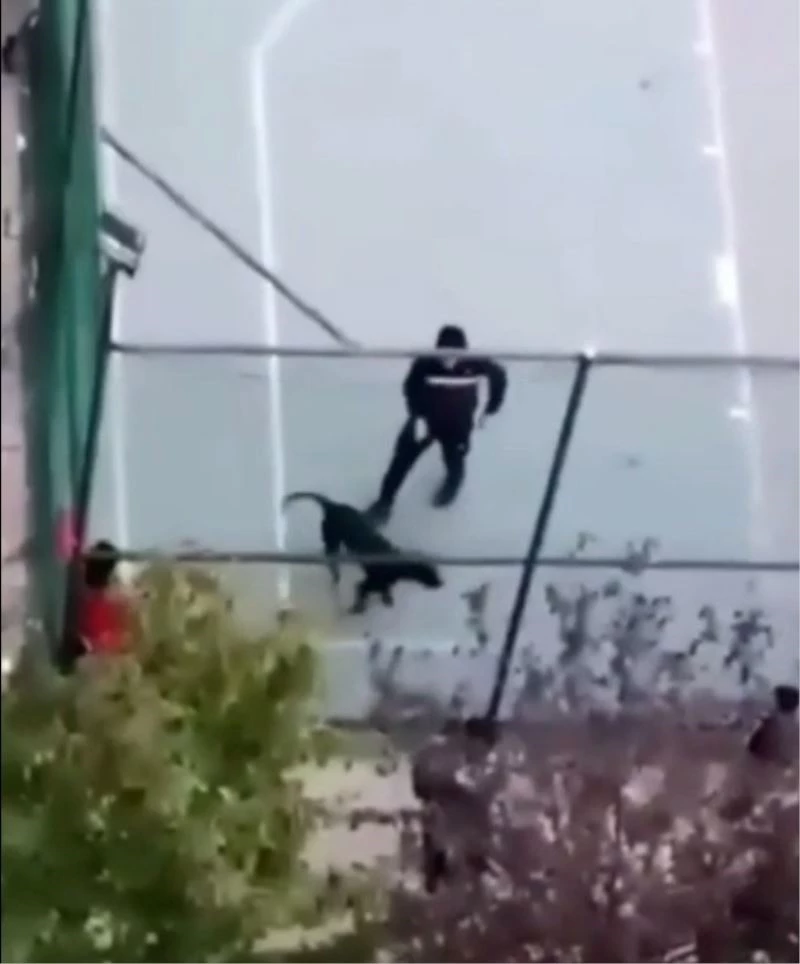 Pitbull cinsi köpeğiyle arkadaşına dehşeti yaşattı: Çocuk korkudan potaya çıktı
