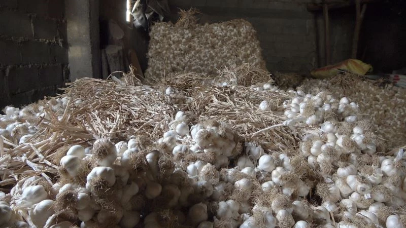 Pandemide gramla satılan Taşköprü sarımsağı, bu yıl depolarda kaldı
