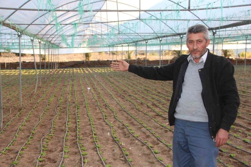  Türkiye’nin yüzde 50 marul ihtiyacını bu bölge sağlıyor
