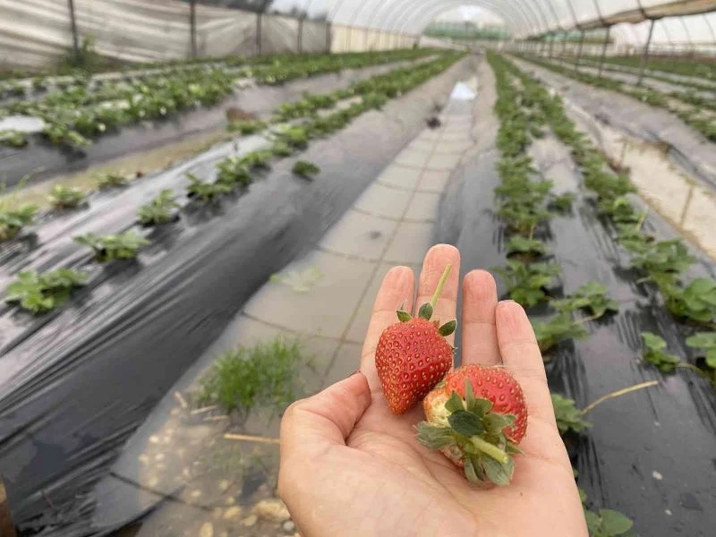Antalya’da aşırı yağış seraları vurdu