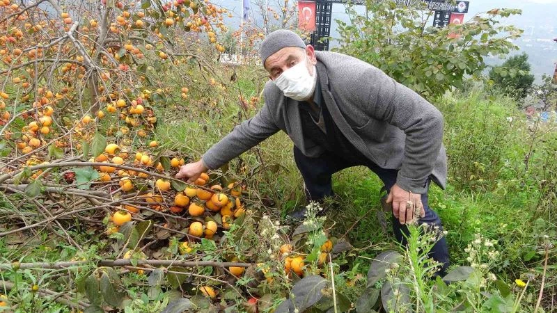 Meyve çok verince dallar ağırlığa dayanamadı
