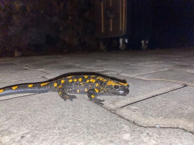 Adana’da nesli tükenmekte olan 