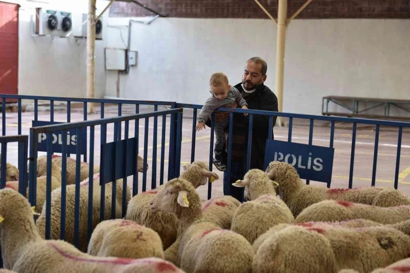 Aliağalı üreticilere küçükbaş hayvan desteği

