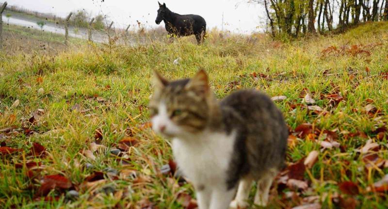 Kedi Kasabası’nın ‘Misafir’i
