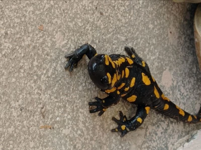 Plastik sandı canlı çıktı
