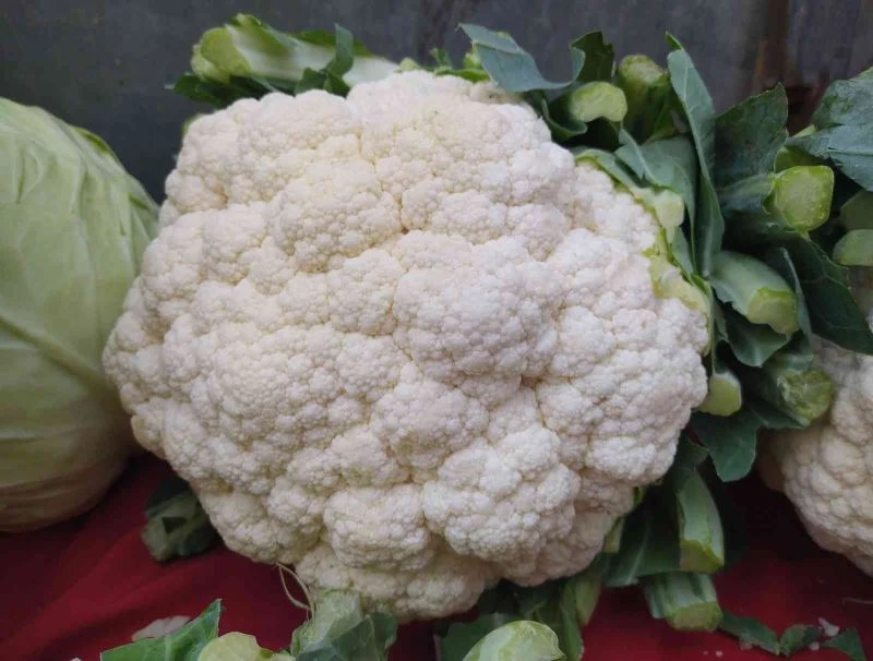 Bakteri-savar karnabahar 15 liradan 6 liraya düştü
