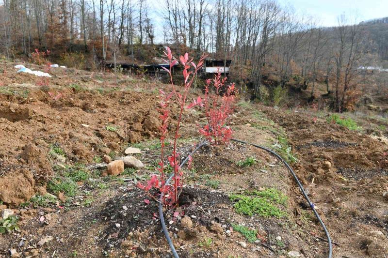 Yaban mersini Marmara Ovası’nın gözde bitkisi olacak
