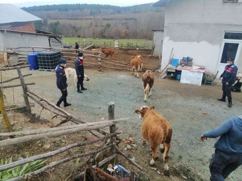 Kastamonu’da kaybolan hayvanlar, jandarma ekiplerince 7 kilometre uzaklıkta bulundu
