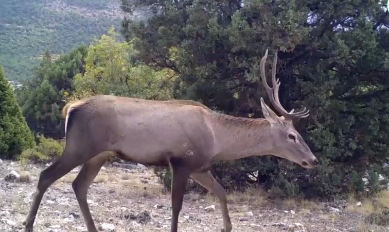 Yaban hayatın bir birinden ilginç görüntüleri fotokapanlara yansıdı
