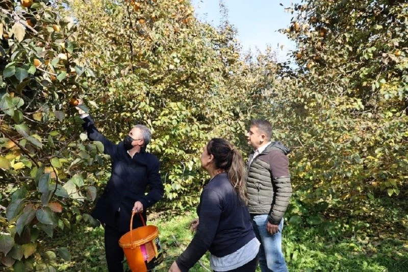 Bilecik’te cennet hurması hasadı başladı
