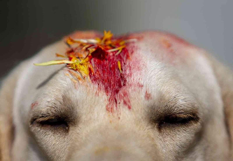 Nepal’de renkli Köpekler Günü kutlaması
