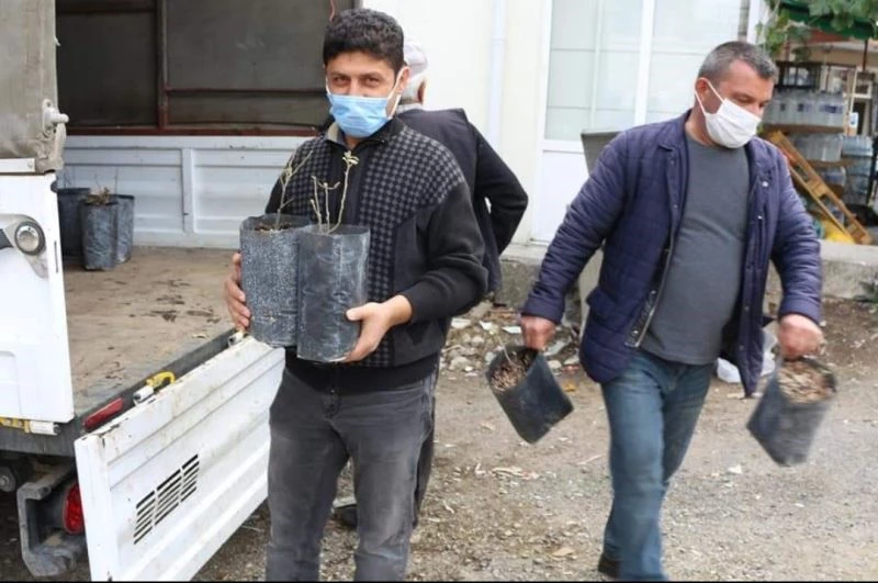 İbradı’da kestane fidesi dağıtımı
