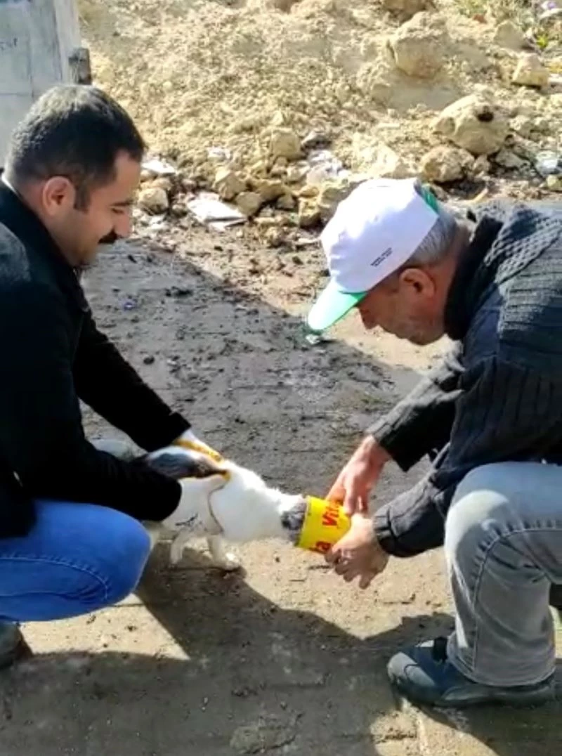 Kafası teneke kutuya sıkışan kediyi, İlçe Orman Şefliği ekipleri kurtardı
