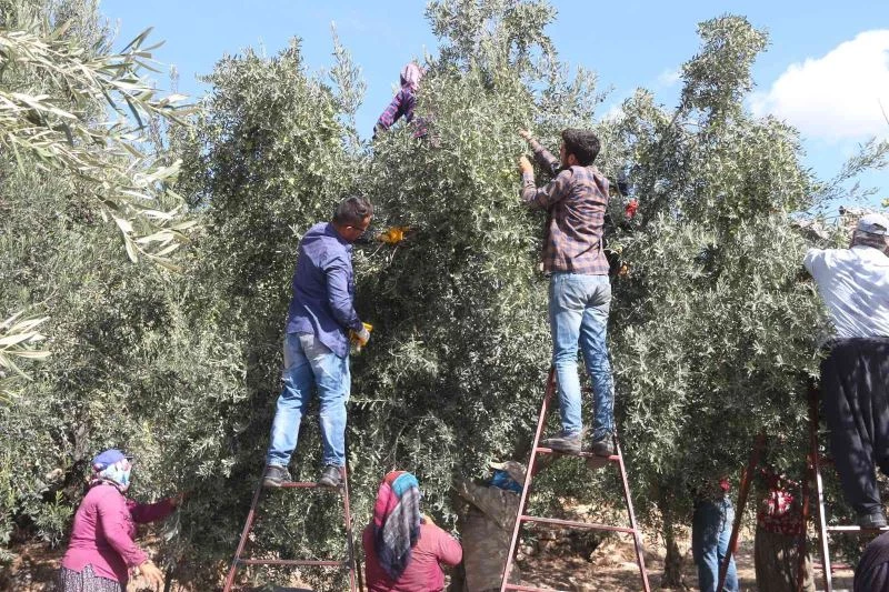 Mut’ta zeytin rekoltesi 160 bin ton
