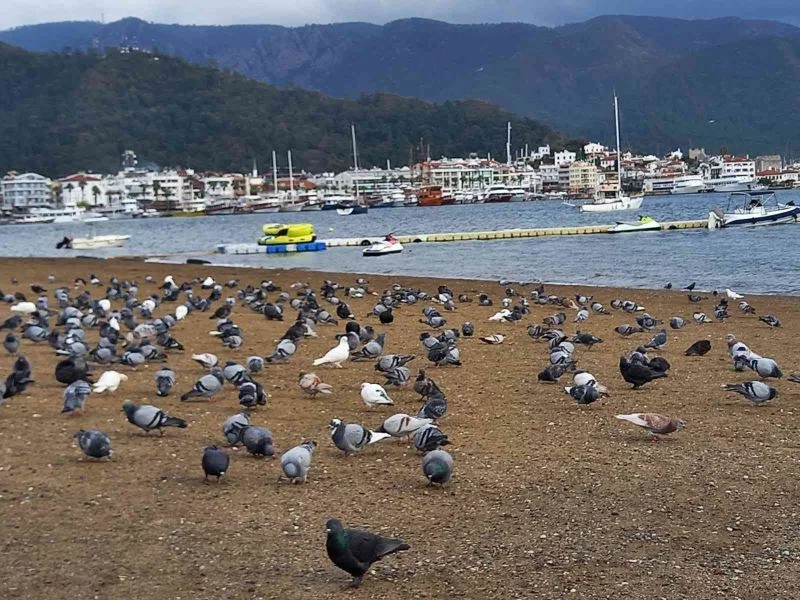 Marmaris’te sahilin keyfini bu defa güvercinler çıkardı
