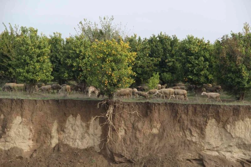 Aşırı yağışla kayan toprak, ağacın saçaklarını ortaya çıkardı
