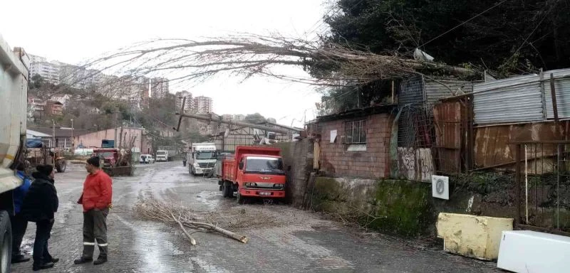 Fırtına direkleri ve ağaçları devirdi
