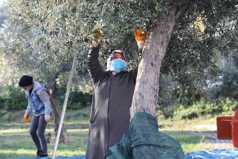 Topraktan halka zeytin hasadı başladı
