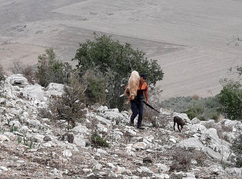 Kayalıklarda mahsur kalan koyunu kurtarıp sırtında taşıdı
