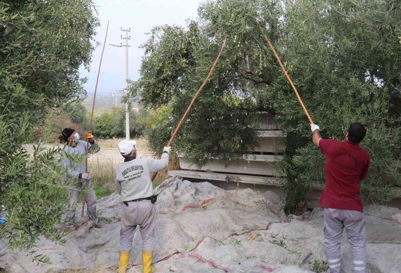 Turgutlu’nun parklarındaki zeytinler ihtiyaç sahiplerine aş oluyor
