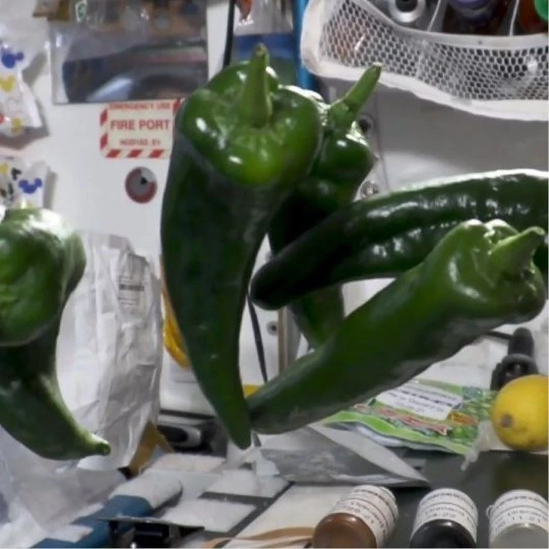 Uzayda yetiştirilen biberler görüntülendi
