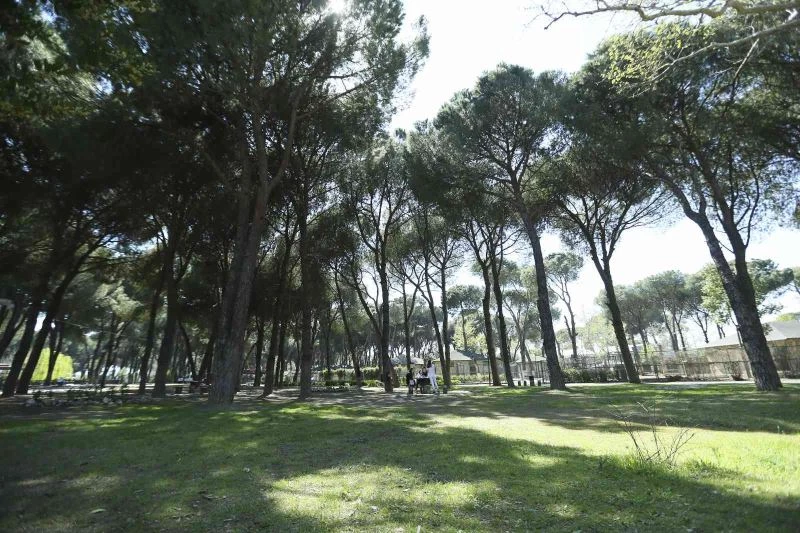 Aydın’da 8 milyon fidan dikilecek
