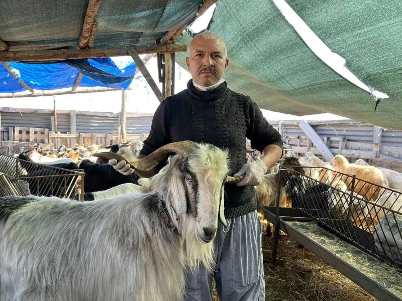 Küçükbaş hayvan fiyatları düşüşte
