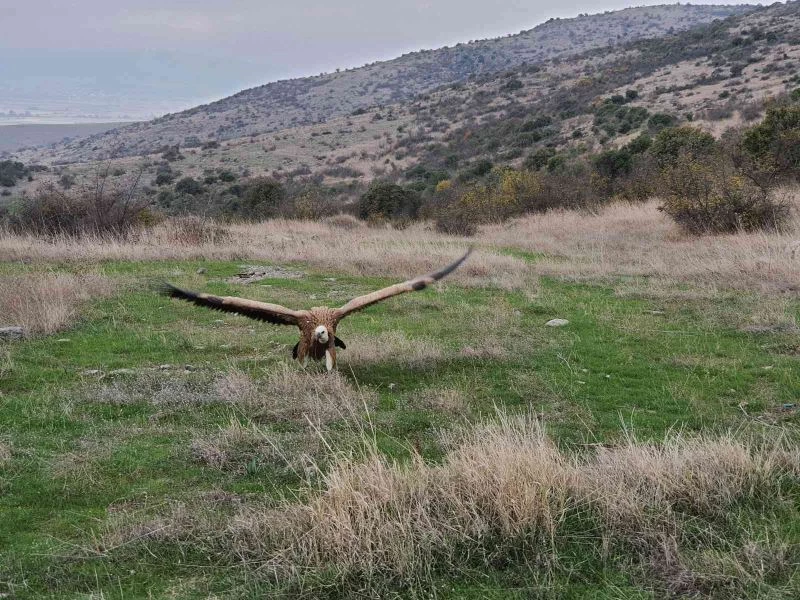 Bitkin halde getirilen kızıl akbaba tedavi edilerek doğal ortama salındı
